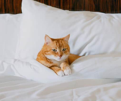 These 10 cat breeds are said to be the world's most expensive. Cr: Getty Images/Canva Pro