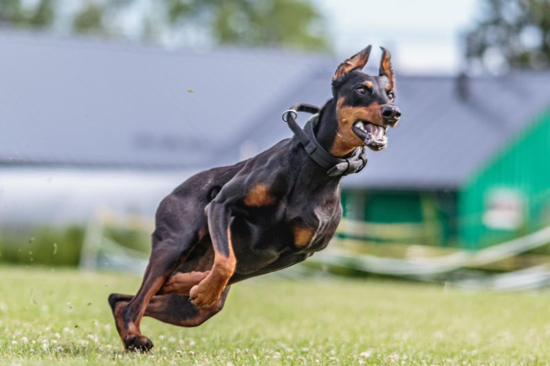 Also known as the Doberman Pinscher, the Dobermann is another dog that needs at least two hours of exercise. It's long, athletic legs and keen intelligence have made it a popular choice to carry out search and rescue operations.