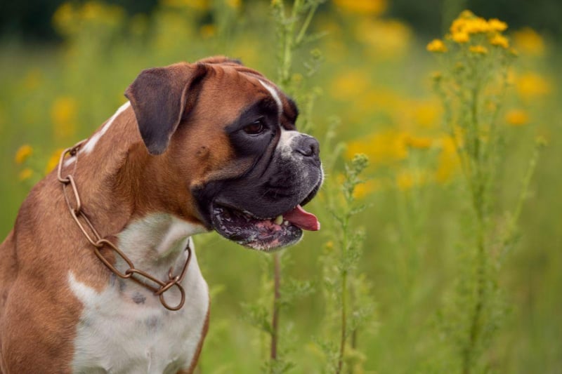 That tiny and cute Boxer puppy will also more grow to 243 per cent in height by the time its one year old.