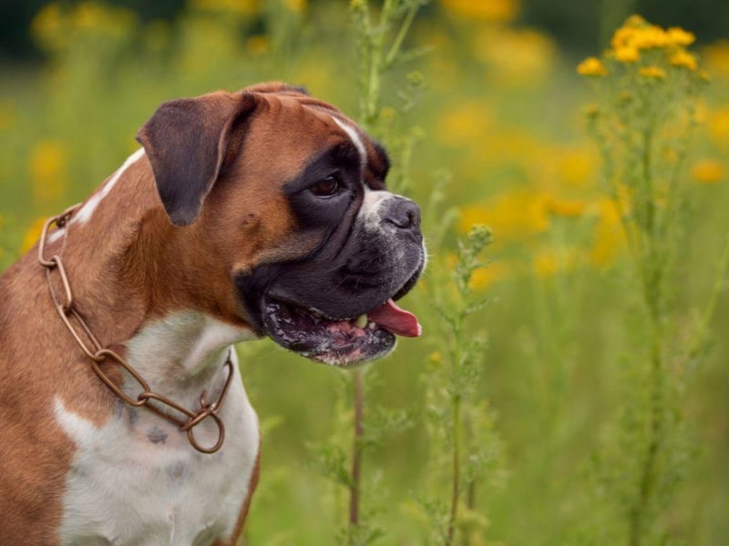 That tiny and cute Boxer puppy will also more grow to 243 per cent in height by the time its one year old.