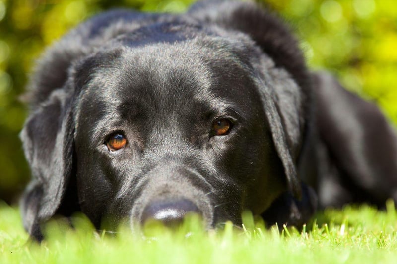 A black Labrador called Pep served 10 years in jail in the US state of Pennsylvania after killing a cat belonging to Governor Gifford Pinchot’s wife.