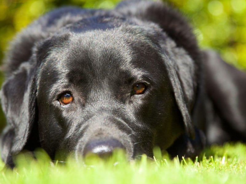 A black Labrador called Pep served 10 years in jail in the US state of Pennsylvania after killing a cat belonging to Governor Gifford Pinchot’s wife.