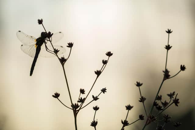 One of the core rewilding principles for Northwoods members is the revitalisation of natural systems such as predator-prey interactions and nutrient cycling – processes that rely on healthy insect populations