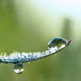 Why water-soluble CBD products may be the more effective and economical option