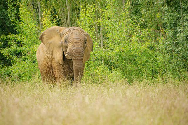 Glasgow-based Eolas Insight is taking the lead in a project that will utilise its technology to help conservationists count African elephants.
