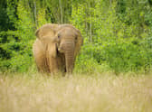 Glasgow-based Eolas Insight is taking the lead in a project that will utilise its technology to help conservationists count African elephants.