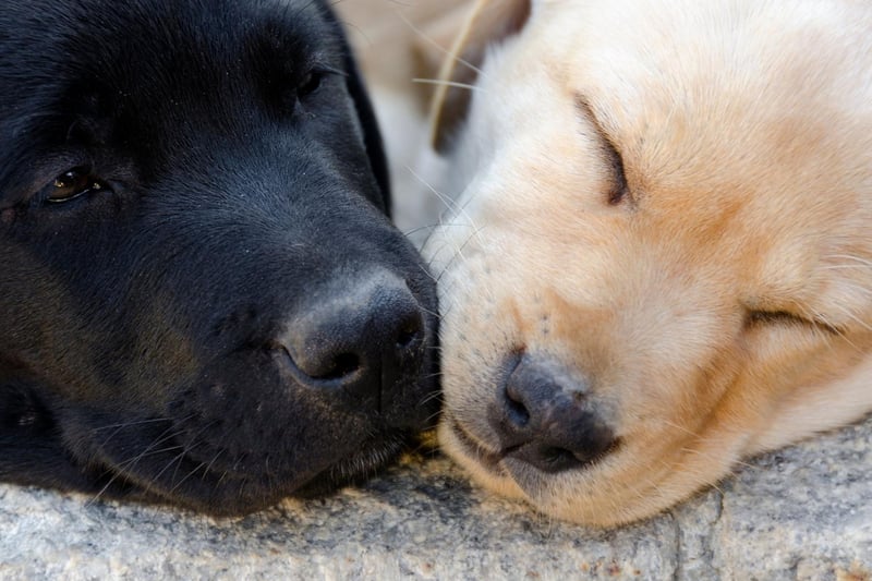 Labradors are well known for being one of the most playful breeds of dog. They'll never tire of playing fetch with their owner, while a trip to the park will see them instantly make new four-legged playmates as they lead the fun and games.