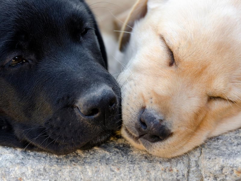 Labradors are well known for being one of the most playful breeds of dog. They'll never tire of playing fetch with their owner, while a trip to the park will see them instantly make new four-legged playmates as they lead the fun and games.