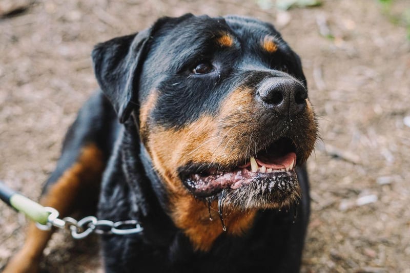 While the Rottweiler's reputation for aggression is slightly unfair, it is a breed of dog that has the potential to be aggressive. The dog's upbringing is key - a well-trained Rottweiler with an experienced owner can be a placid and loving dog, but this isn't a breed for novices.