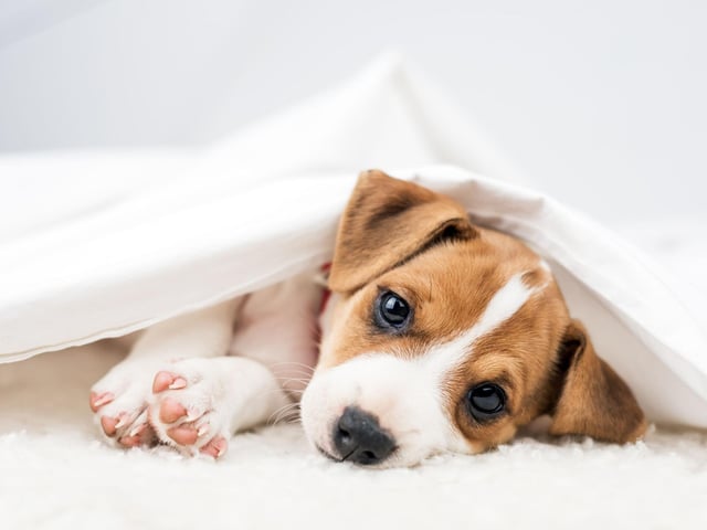 Alfie is the more traditional name that was fourth most popular with the male dog owners of Scotland in 2021. It's a shortened version of the Old English name Alfred, meaning 'wise'. Alfie was also the name of the Dingle family's dog in Emmerdale.