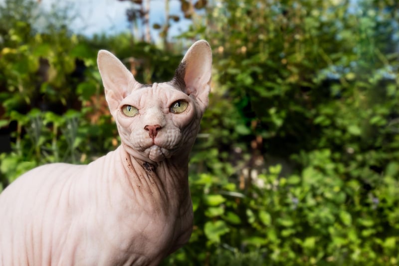 The hairless cat breed, the Sphynx, can cost upwards of $3,000 and is popular for its loving, energetic personality and love of showing-off to its human owners.