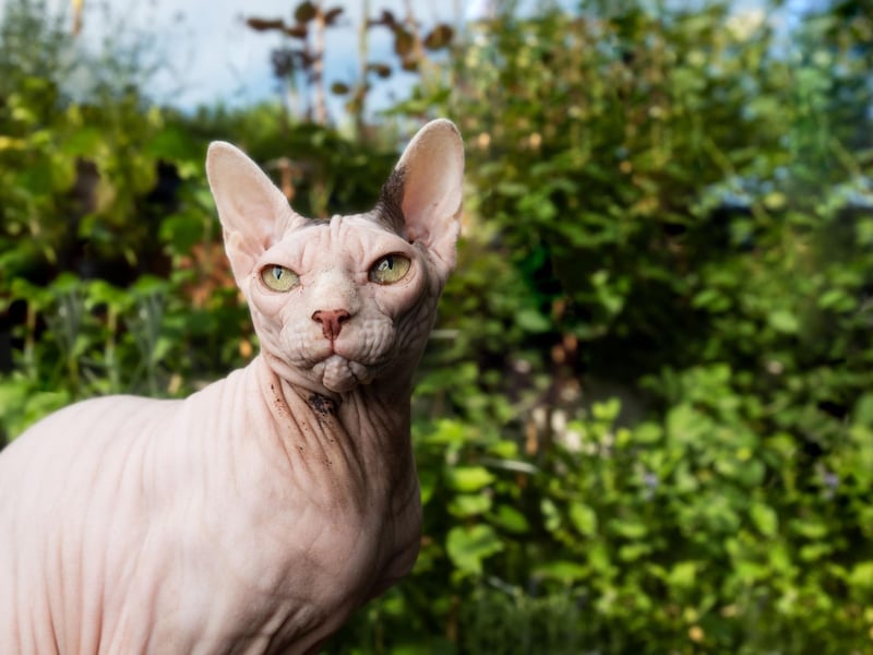 The hairless cat breed, the Sphynx, can cost upwards of $3,000 and is popular for its loving, energetic personality and love of showing-off to its human owners.