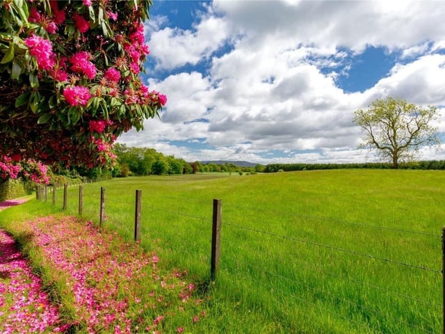 Large field.