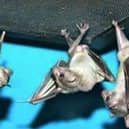 Bats use echo-location to hunt, but their shouts are so high-pitched they are usually inaudible to the human ear