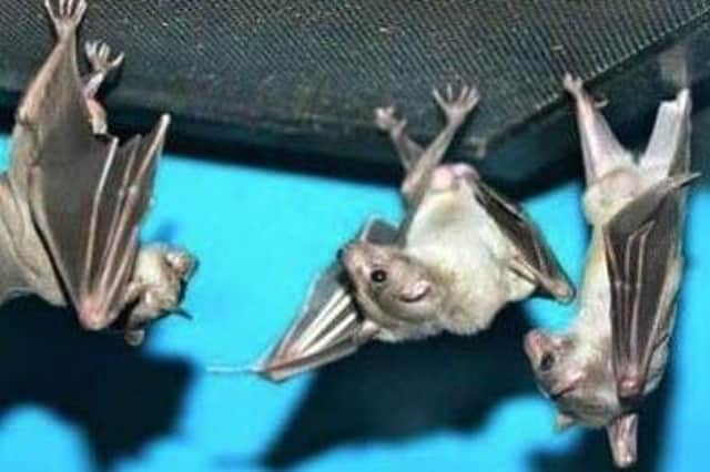 Bats use echo-location to hunt, but their shouts are so high-pitched they are usually inaudible to the human ear