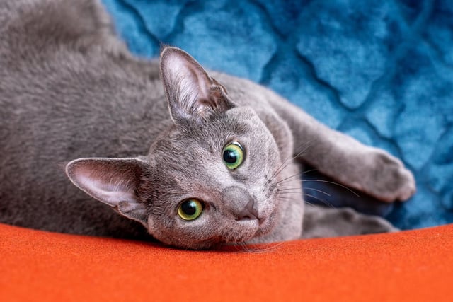 The Russian Blue cat breed is very independent and would be perfect for slighter smaller households, as they don't require space to run around in as much as other breeds.