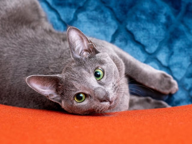 The Russian Blue cat breed is very independent and would be perfect for slighter smaller households, as they don't require space to run around in as much as other breeds.