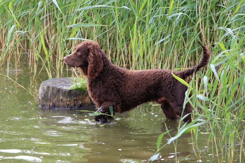 Named state dog for Wisconsin in 1985, the American Water Spaniel is a rare breed that was developed in the state during the 19th century from breeds including the Irish and English Water Spaniels.