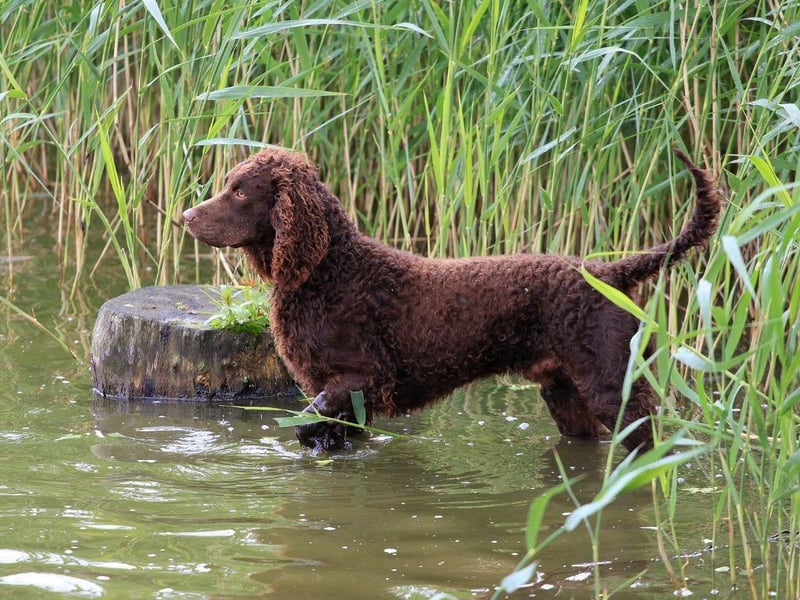 Named state dog for Wisconsin in 1985, the American Water Spaniel is a rare breed that was developed in the state during the 19th century from breeds including the Irish and English Water Spaniels.