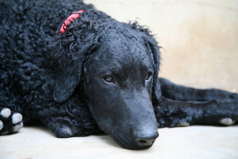 The cute hair which gives the Curly-Coated Retriever its name is ideal for maintaining body temperature on long swims. Like other retrievers they were used to collect felled birds from water.