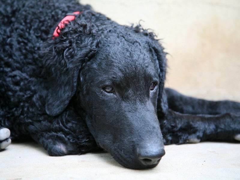 The cute hair which gives the Curly-Coated Retriever its name is ideal for maintaining body temperature on long swims. Like other retrievers they were used to collect felled birds from water.