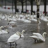 Swans swim on flood water as river levels rise in the UK following heavy rain. Picture: Jacob King/PA Wire