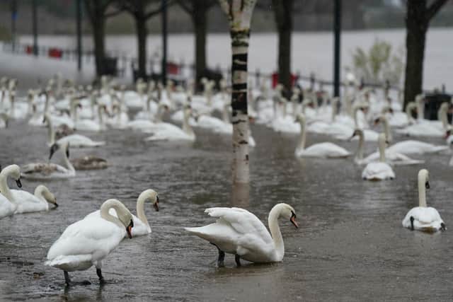 Swans swim on flood water as river levels rise in the UK following heavy rain. Picture: Jacob King/PA Wire