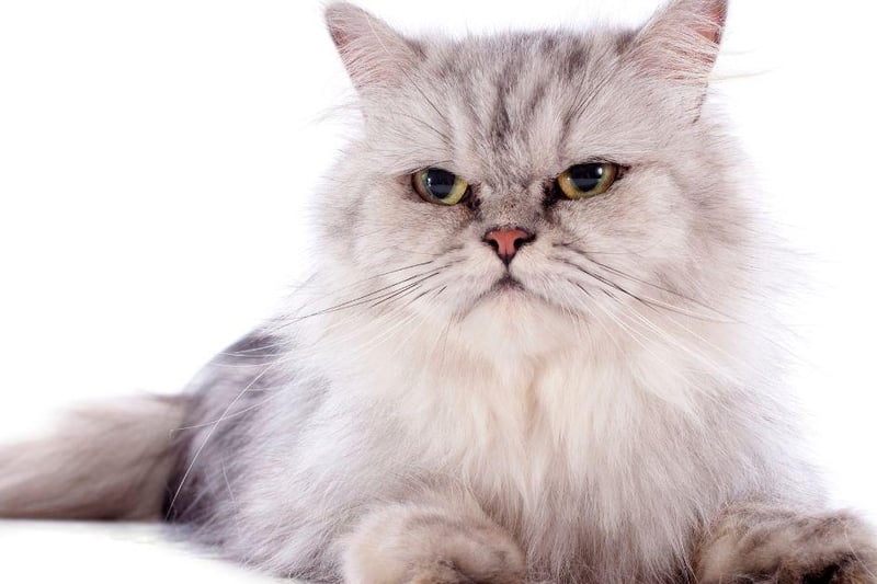 One of the more interactive cat breeds, the cute Persian breed is often a perfect companion for the whole household - even ones with other kitty cats!