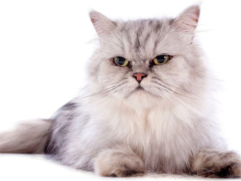 One of the more interactive cat breeds, the cute Persian breed is often a perfect companion for the whole household - even ones with other kitty cats!