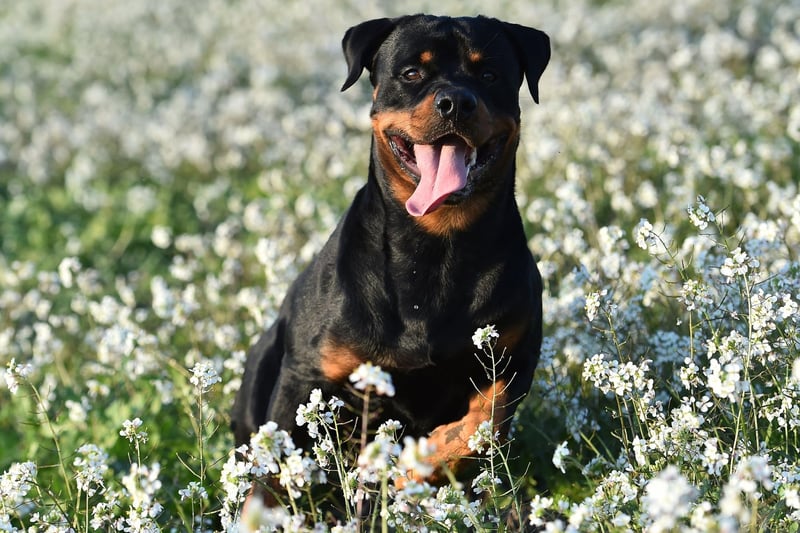 Rottweilers are the third most popular dog breed, with the hashtag #Rottweiler gaining 8 billion views on TikTok. Originally bred for herding, Rottweilers are now often used as guard dogs due to their sturdy frame and fearless temperament.