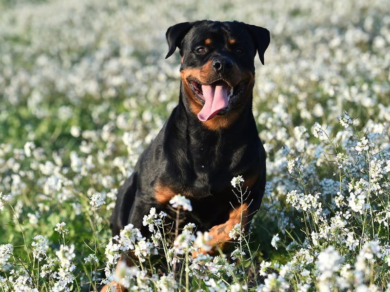 Rottweilers are the third most popular dog breed, with the hashtag #Rottweiler gaining 8 billion views on TikTok. Originally bred for herding, Rottweilers are now often used as guard dogs due to their sturdy frame and fearless temperament.