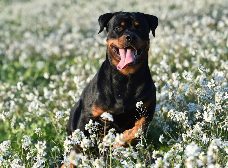 Rottweilers are the third most popular dog breed, with the hashtag #Rottweiler gaining 8 billion views on TikTok. Originally bred for herding, Rottweilers are now often used as guard dogs due to their sturdy frame and fearless temperament.