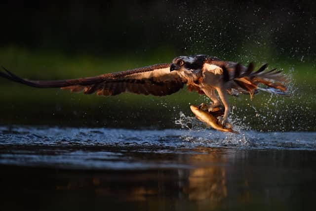 An osprey catches two rainbow trout at Rothiemurchus in Kincraig, Scotland (Picture: Jeff J Mitchell/Getty Images)