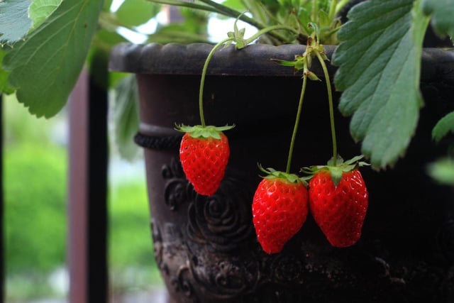 Strawberry plants need very little soil or space to thrive and so are perfect for a window box. With fullsome foliage, pretty flowers and delicious fruit, there are three reasons to love them. Add a few other types of flowering plant to ensure colour for most of the year.