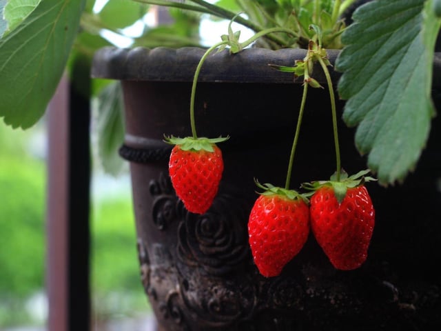 Strawberry plants need very little soil or space to thrive and so are perfect for a window box. With fullsome foliage, pretty flowers and delicious fruit, there are three reasons to love them. Add a few other types of flowering plant to ensure colour for most of the year.