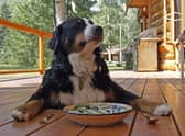 It's important that your dog has a balanced diet.