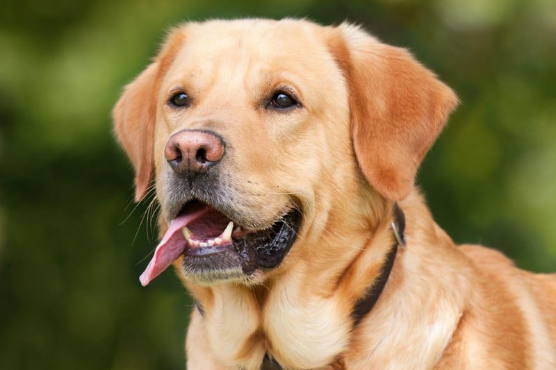 Labrador Retrievers are also predisposed to developing ear infections - often made worse by their love of swimming, with the resulting moisture allowing yeast and bacteria to thrive.