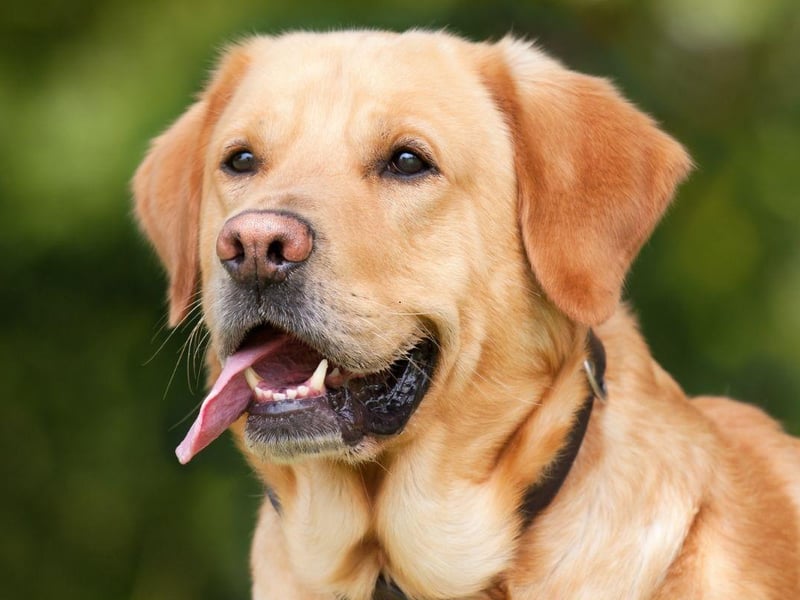 Labrador Retrievers are also predisposed to developing ear infections - often made worse by their love of swimming, with the resulting moisture allowing yeast and bacteria to thrive.