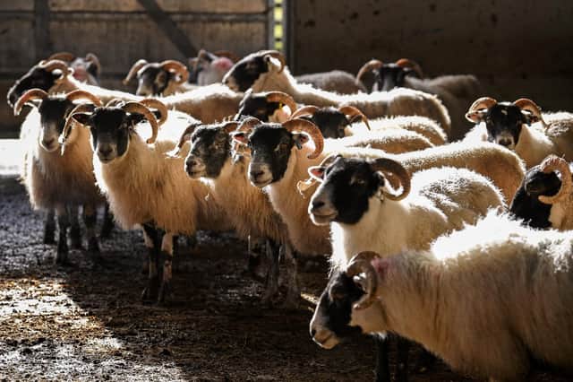 Farming in Scotland is completely different to the industry in Australia (Getty Images)