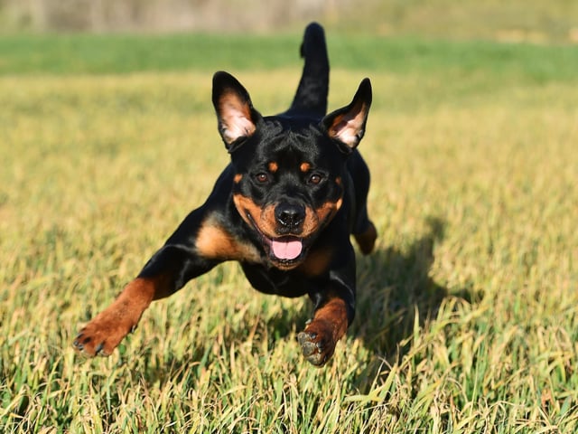 While the Rottweiler's reputation for aggression is slightly unfair, it is a breed of dog that has the potential to be aggressive. The dog's upbringing is key - a well-trained Rottweiler with an experienced owner can be a placid and loving dog, but this isn't a breed for novices.