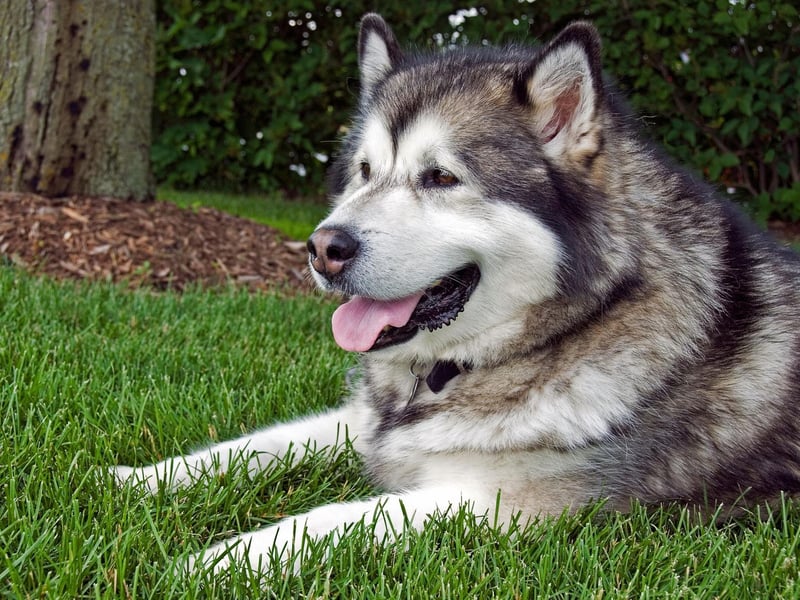 Considering the Alaskan Malamute has been bred over centuries to pull sleds over freezing Arctic tundra, it's perhaps not surprising that sunbathing isn't really their thing. Their thick, fleecy coat means they just can't cool down when the temperature rises. The same goes for their close cousins, the Siberian Husky.