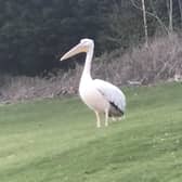 The pelican was spotted on Corstorphine Hill.