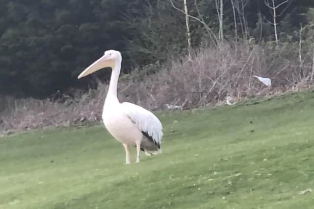 The pelican was spotted on Corstorphine Hill.