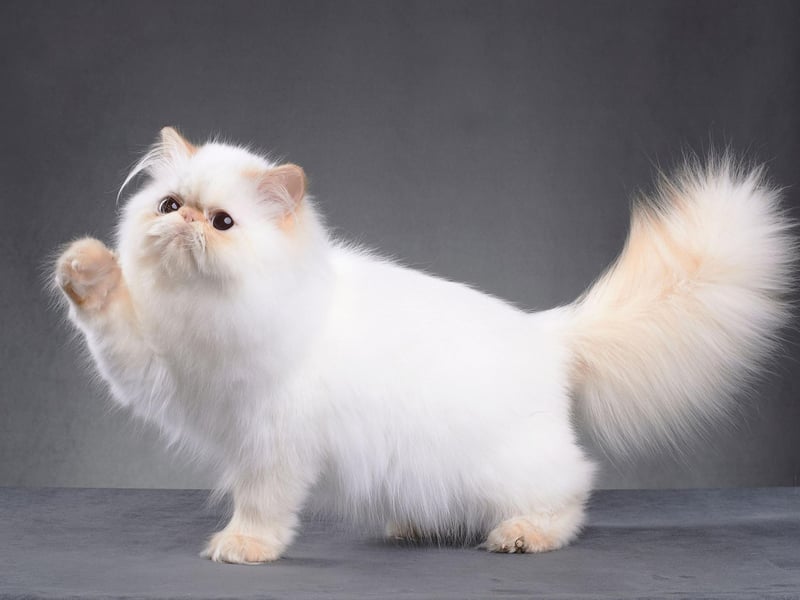 WIth one of the most luxuriant coats in the feline world, it's lucky that the Persian is happy to spend ages being patted and stroked - finding it as relaxing as you do.