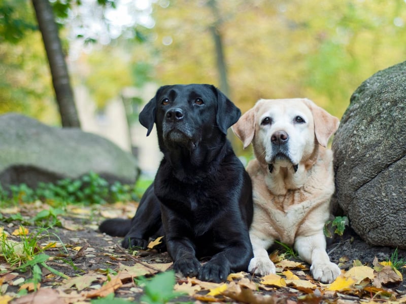 A Germanic name meaning 'soldier' or 'merciful', Milo claims sixth spot in our Lab name list. Milo was also the name of Stanley Ipkiss's dog in the film 'The Mask', starring Jim Carrey.