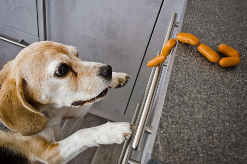 They look like butter wouldn't melt in their mouths, but turn your back on a Beagle for a second and they'll pinch your dinner right off the kitchen counter.