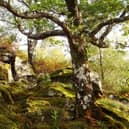 Atlantic oak woodland at the Glenborrodale RSPB Nature Reserve on Scotland's west coast. Picture: Colin Wilkinson/RSPB