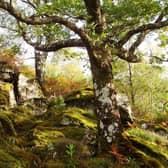 Atlantic oak woodland at the Glenborrodale RSPB Nature Reserve on Scotland's west coast. Picture: Colin Wilkinson/RSPB