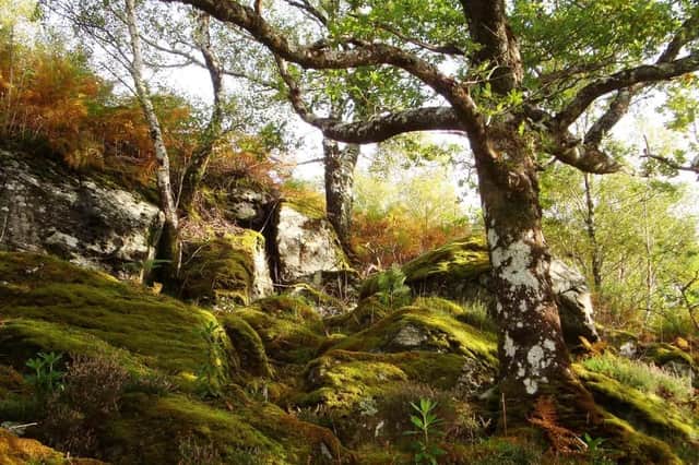 Atlantic oak woodland at the Glenborrodale RSPB Nature Reserve on Scotland's west coast. Picture: Colin Wilkinson/RSPB