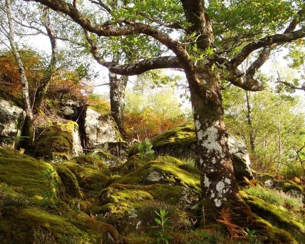 Atlantic oak woodland at the Glenborrodale RSPB Nature Reserve on Scotland's west coast. Picture: Colin Wilkinson/RSPB
